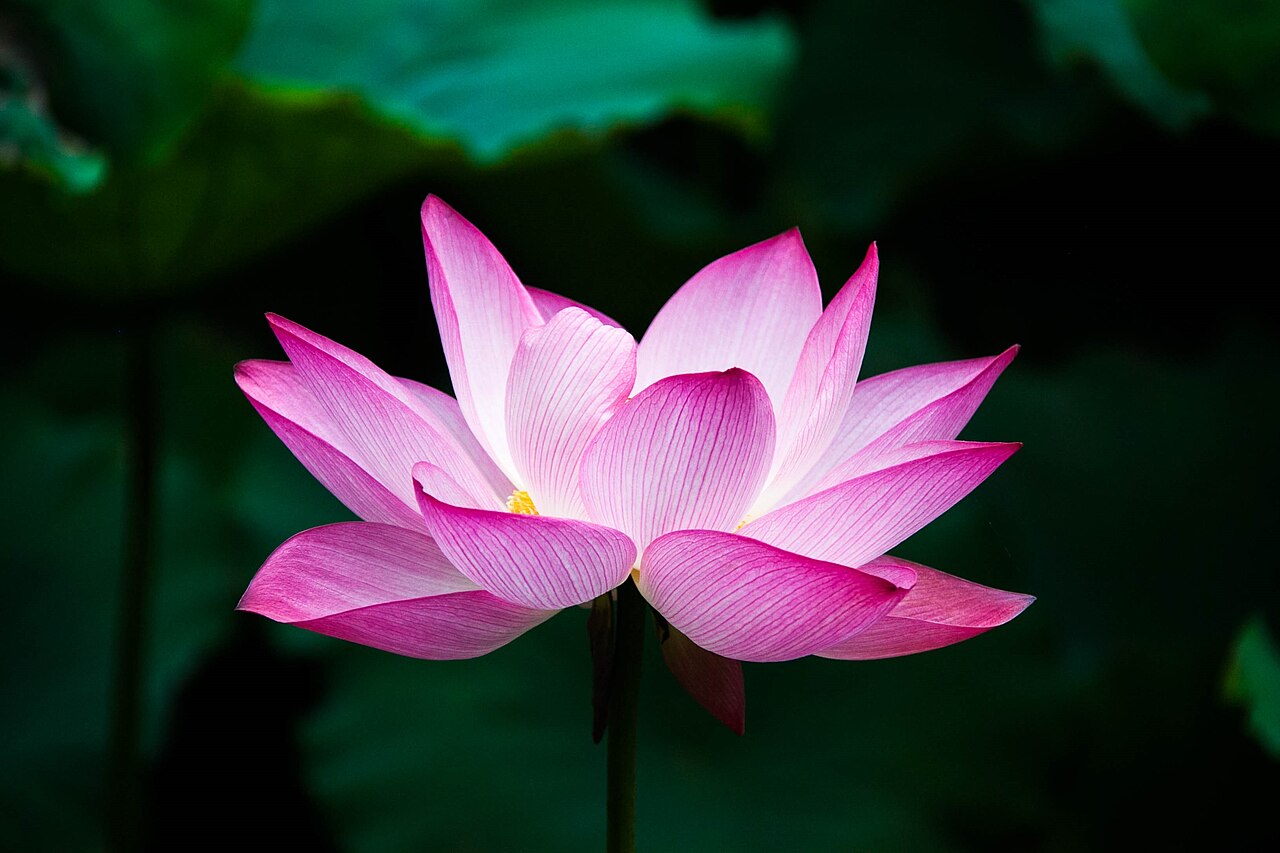 Lotus flower, a symbol of purity in Buddhist art